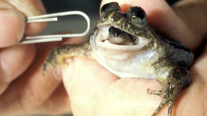 Стеклянная лягушка (Glass Frog)