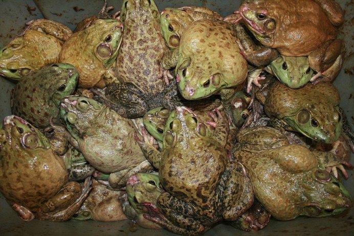 Обои с лягушками