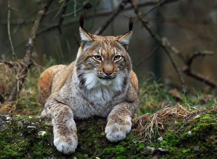 Кот Линкс