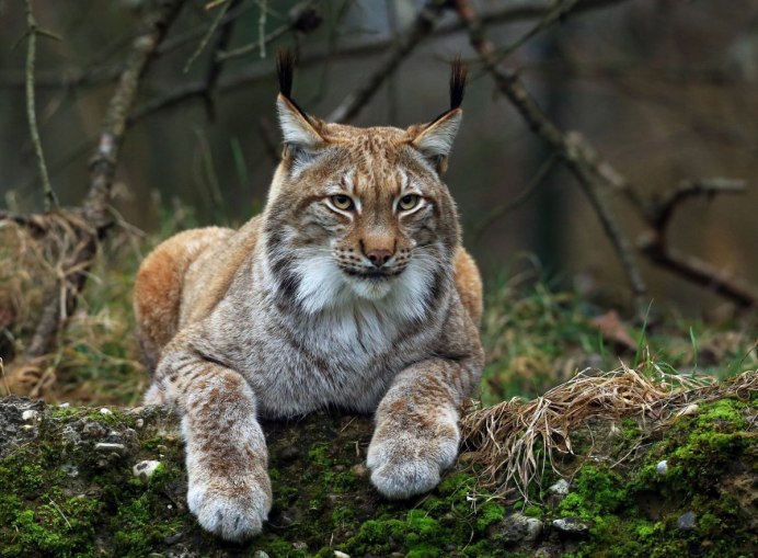 Рысь — Lynx Lynx