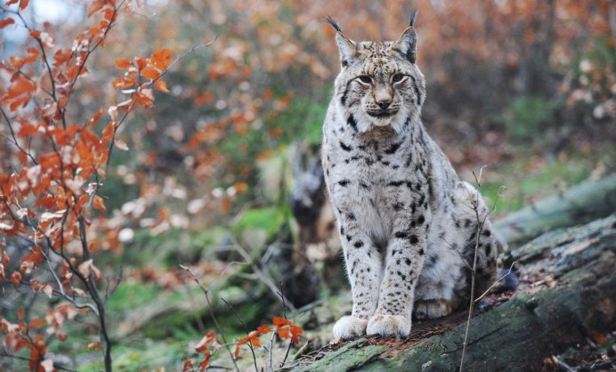 Обыкновенная Рысь Lynx Lynx