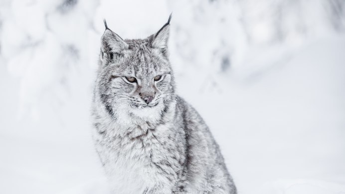 White Lynx Олег