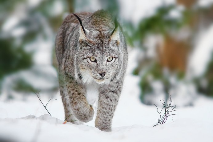 Рысь - Lynx Lynx (Linnaeus, 1758)