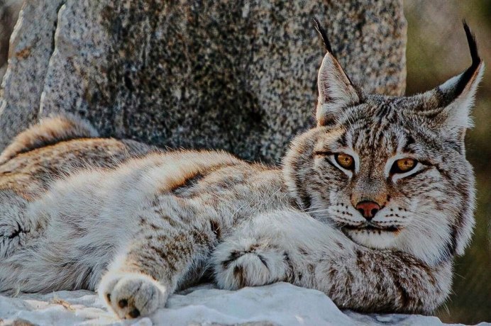 Рысь (Lynx Lynx) в дикой природе