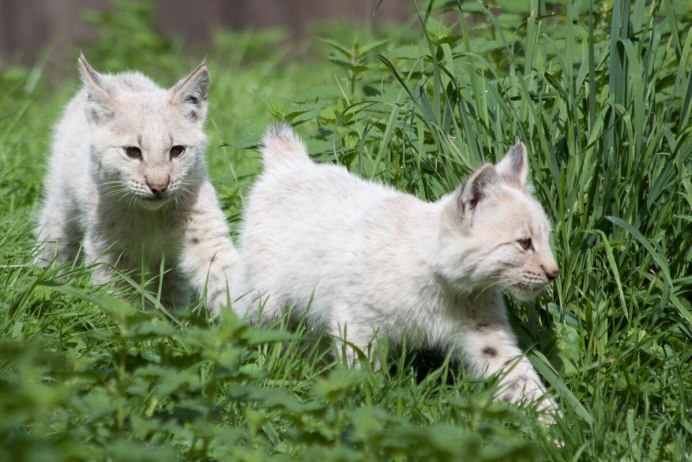 Обыкновенная Рысь Lynx Lynx