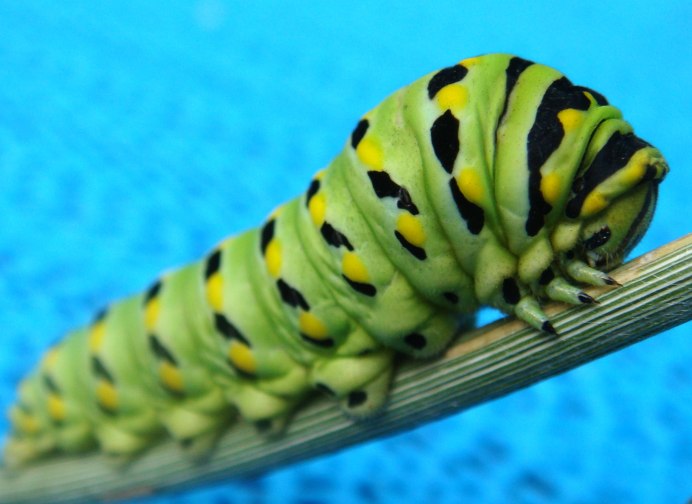 Morpho гусеница