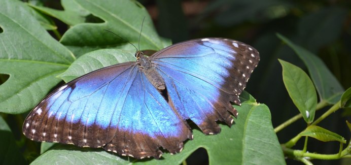 Morpho peleides