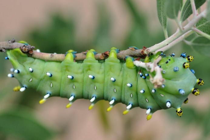 Polymnia Mechanitis кокон