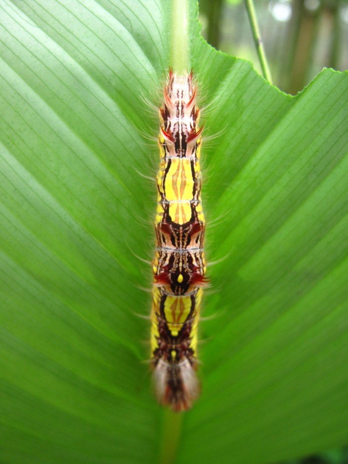 Morpho Menelaus гусеница