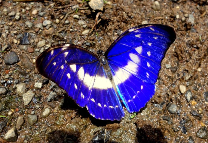 Morpho Eugenia бабочка