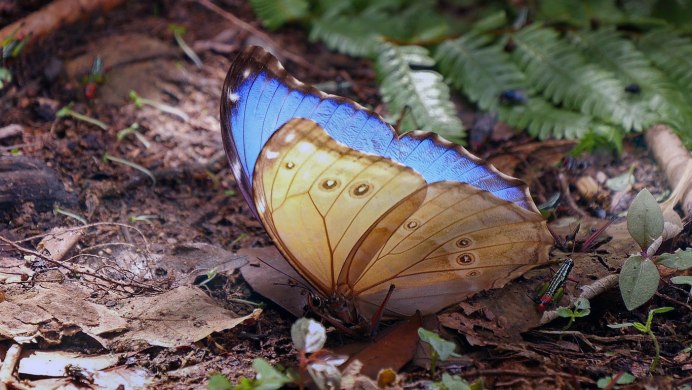 Morpho peleides самец