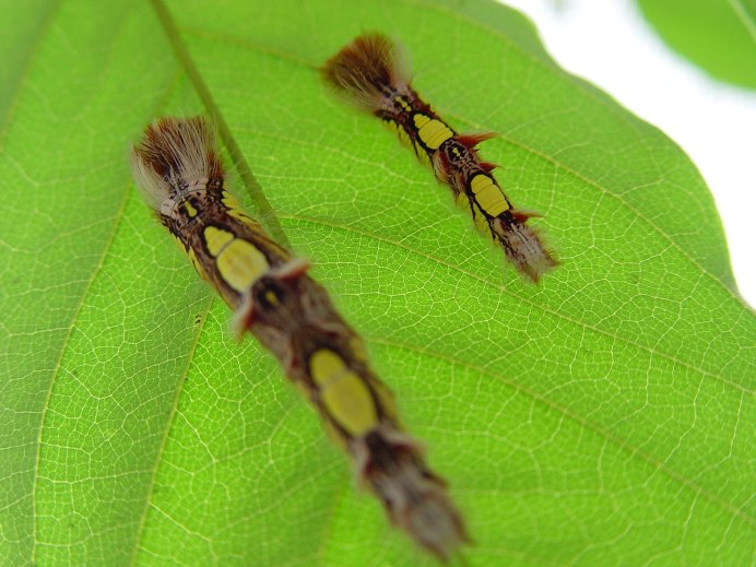 Гусеница бабочки Carthaea saturnioides