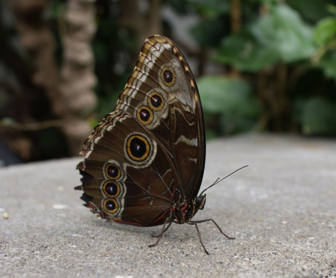 Morpho peleides гусеницы