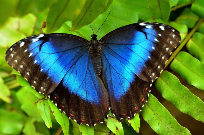 Morpho peleides в тропических лесах