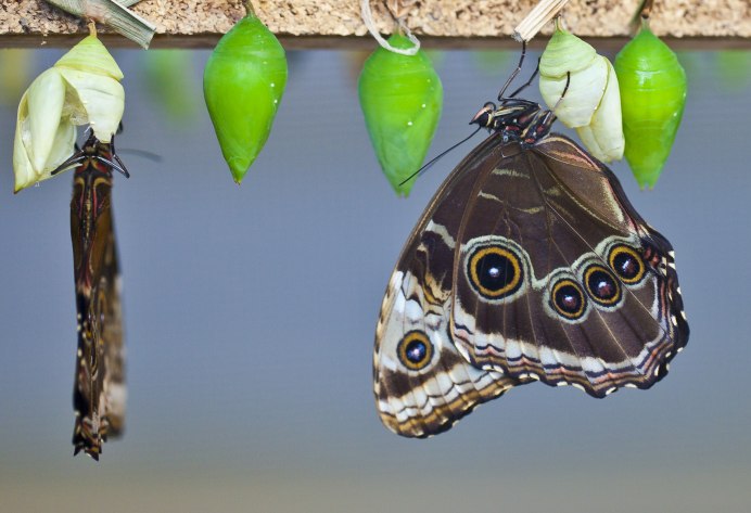 Hyalophora Cecropia гусеница