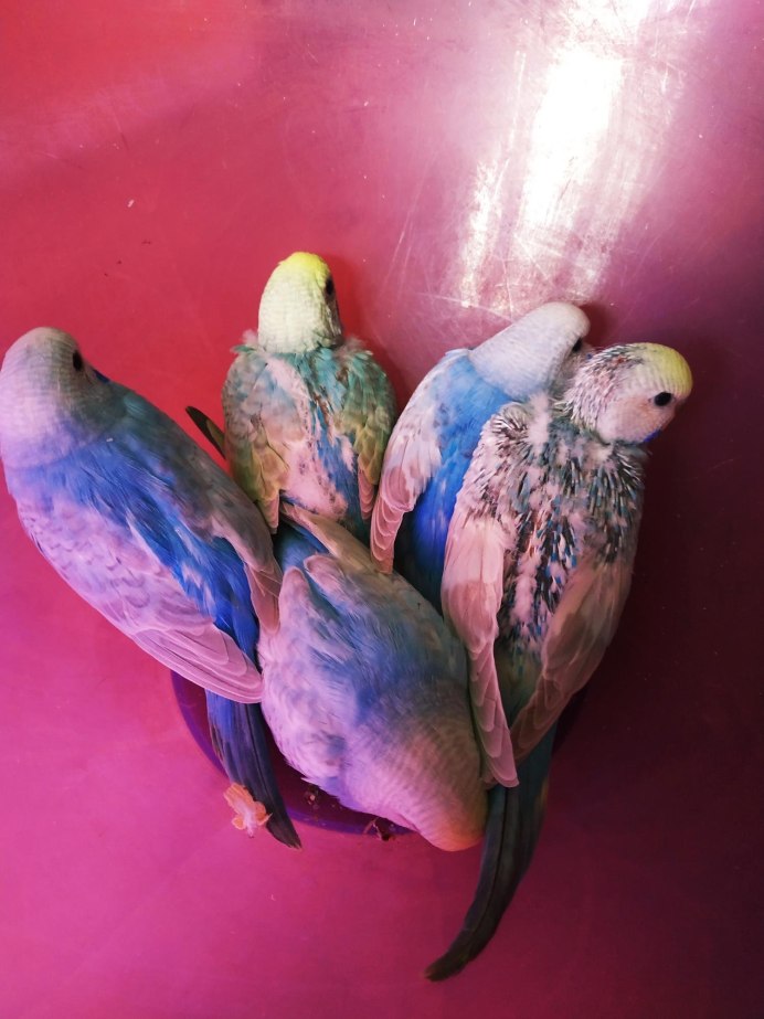 Радужные волнистые попугайчики
