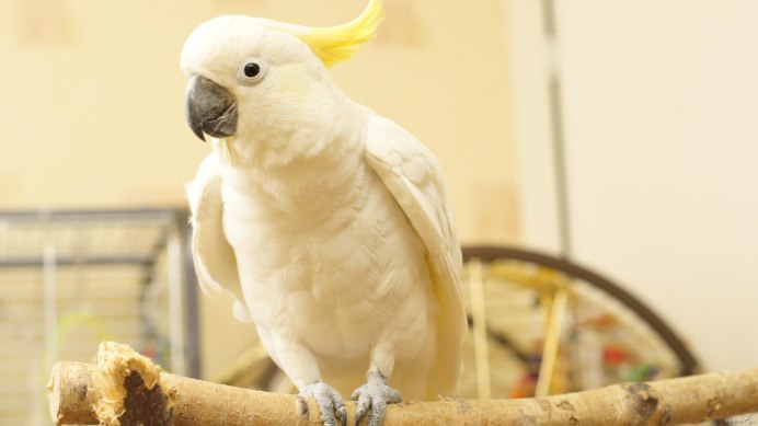 Budgie птица