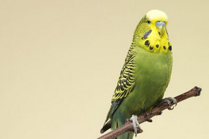 Птица Chrysanthemum budgerigar
