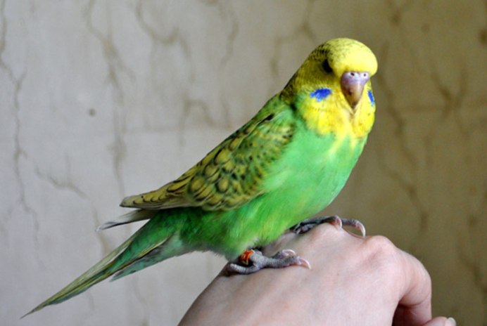The budgerigar-Budgie Parrot