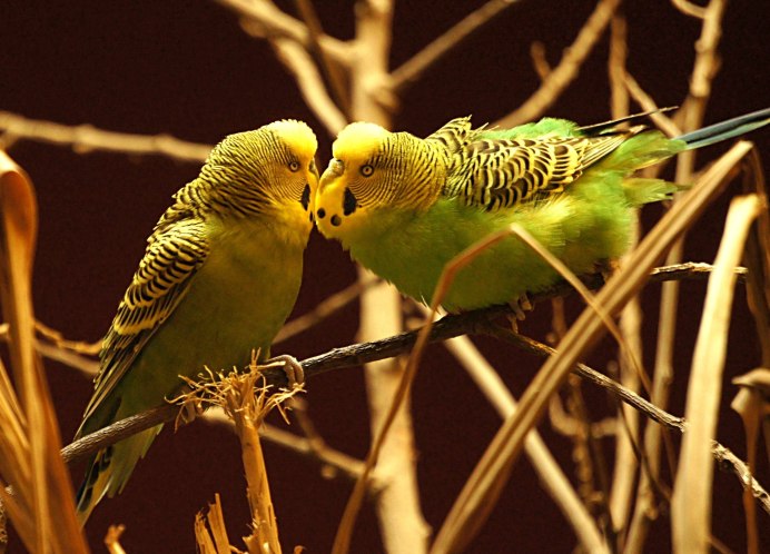 Cacatua sulphurea