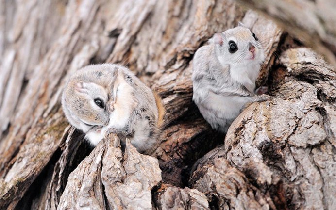Pteromys Momonga