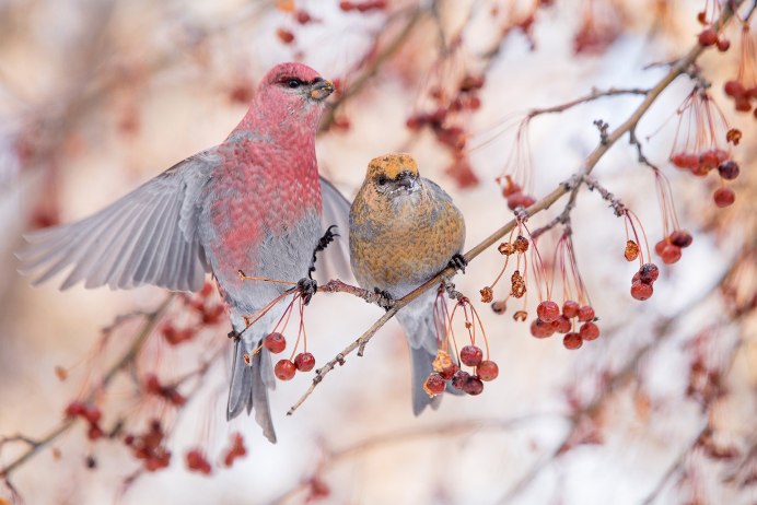 Crossbill Шотландия
