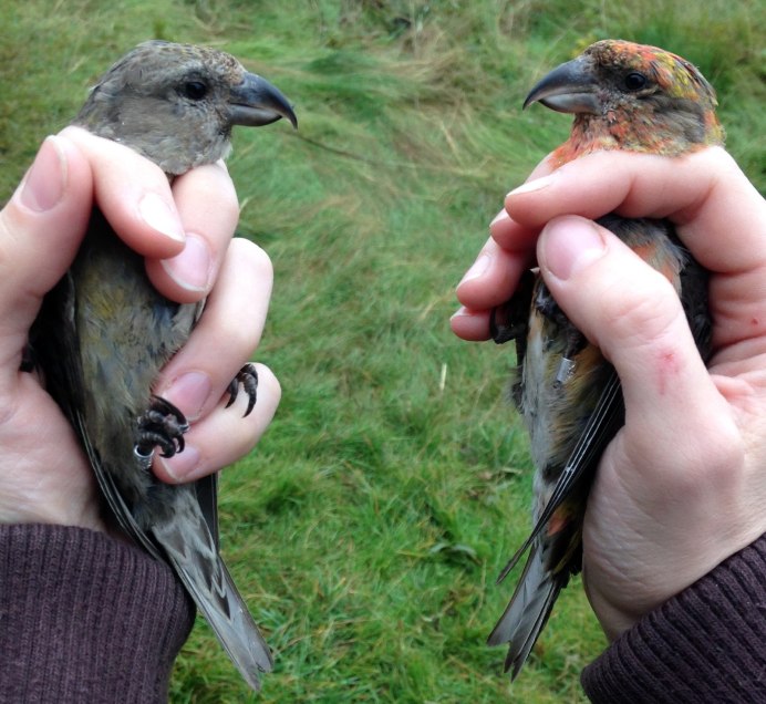 Parrot Crossbill
