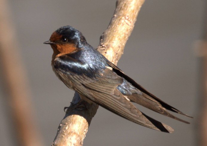 Деревенская Ласточка – Hirundo Rustica