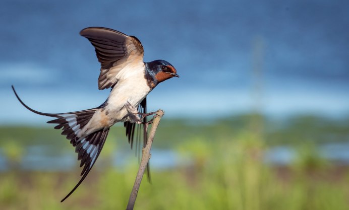 Barn swallow Ireland