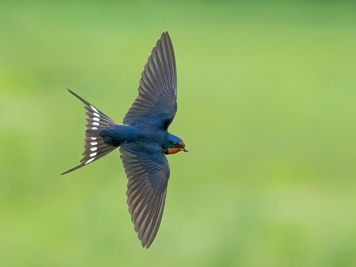 Hirundo Rustica полет