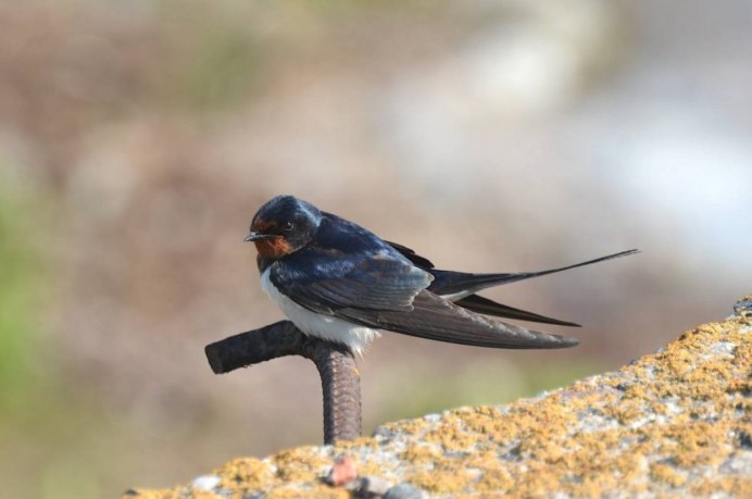 Деревенская Ласточка – Hirundo Rustica