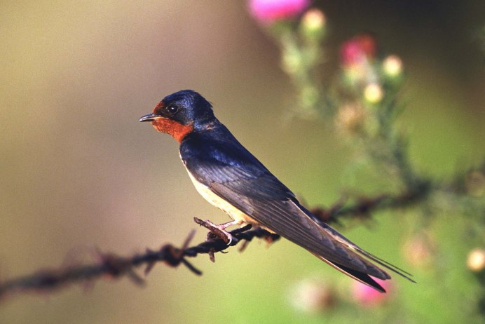 Деревенская Ласточка – Hirundo Rustica