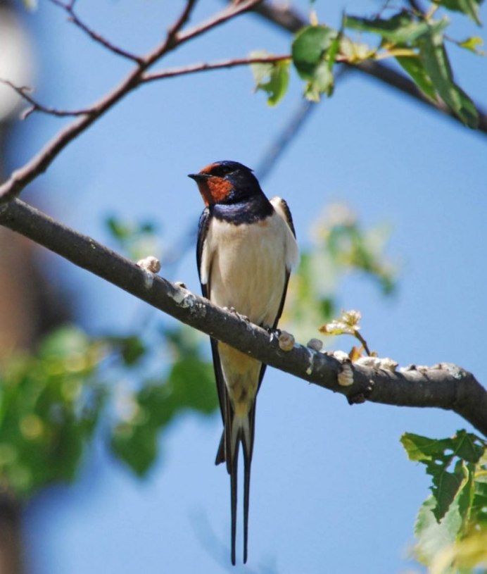 Ласточка городская (Delichon urbicum)