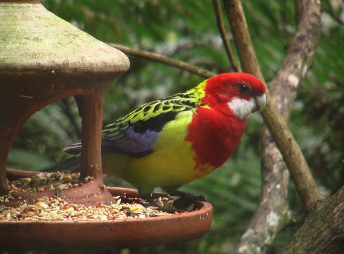 Розелла пестрая Platycercus Eximius