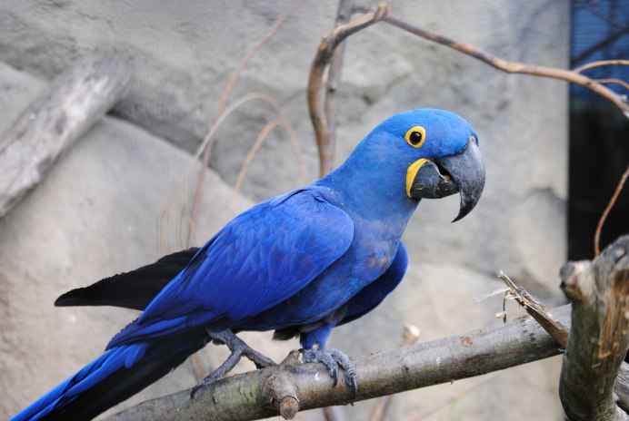 Parrot Hyacinth Macaw