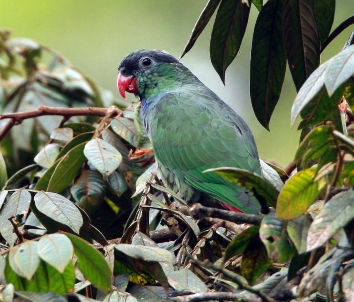 Prioniturus flavicans