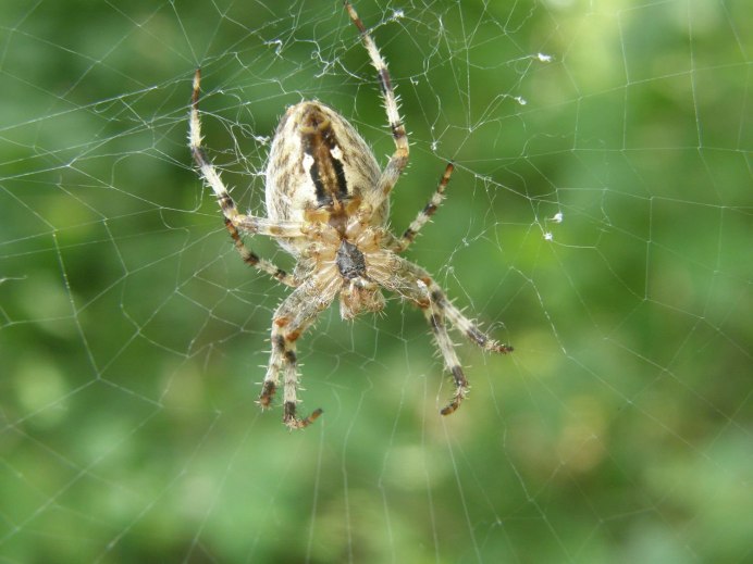 Пауки trichonephila clavata