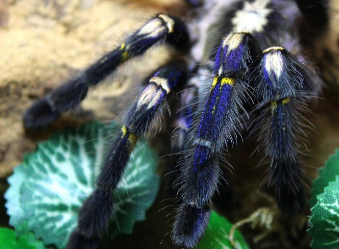 Паук-охотник (Sparassidae)