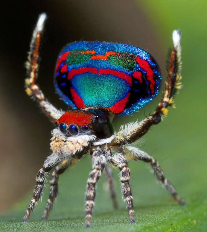 Паук Eusparassus walckenaerius
