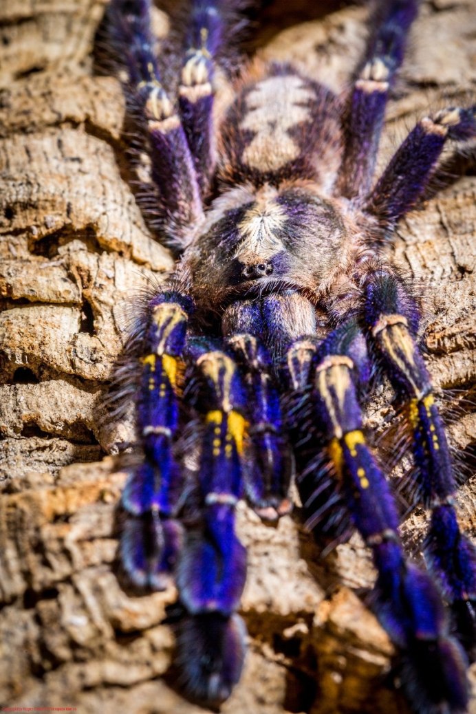 Паук птицеед Poecilotheria Metallica