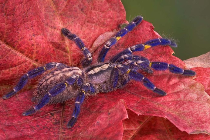 Thwaitesia argentiopunctata