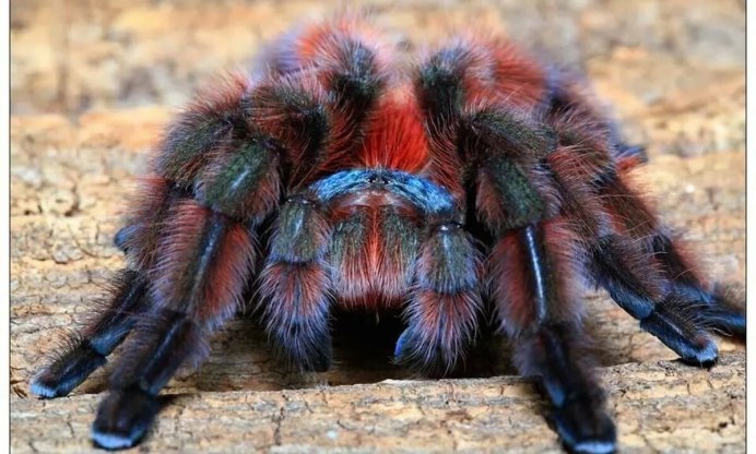 Паук-Павлин (Maratus volans)