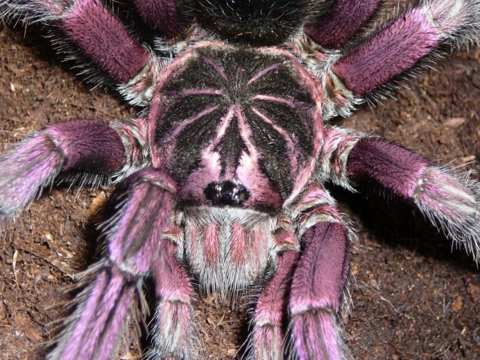 Maratus volans самка