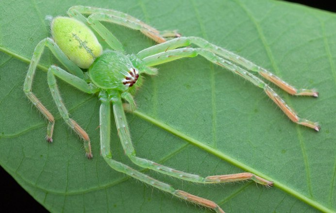 Паук птицеед Poecilotheria regalis