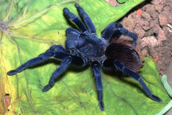 Tegenaria domestica паук