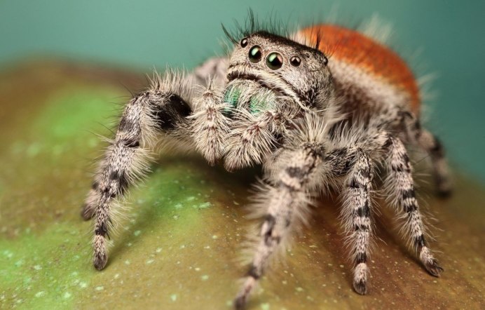 Brown Huntsman паук