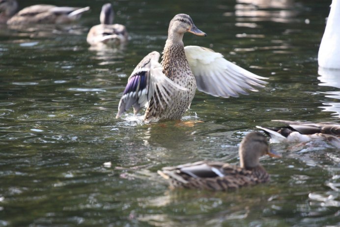 Утка кряква перелётная птица