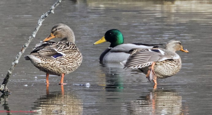 Утка кряква среда обитания