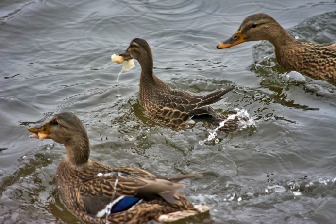 Водоплавающие птицы