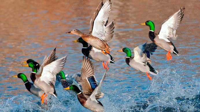 Птица плывет